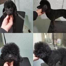 喵狗之家:石家庄市新乐市