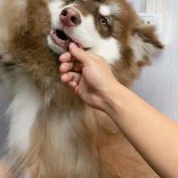 爱萌宠宠物店:北京城区朝阳区朝阳公园/团结湖附近