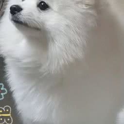 小鑫鑫宠物美容:唐山市路北区