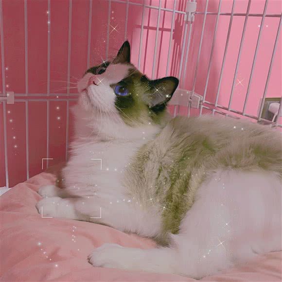 依依猫舍:邢台市任泽区任泽区附近