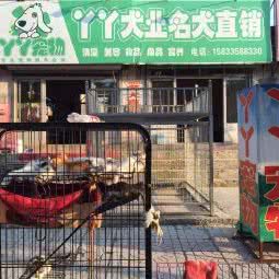 丫丫宠物店:唐山市遵化市