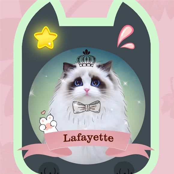 老佛爷猫舍布偶猫金渐层:北京城区朝阳区朝阳公园/团结湖附近