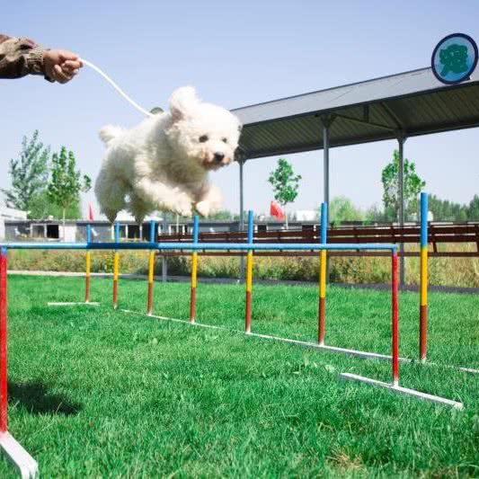 祥泰宠物乐园:秦皇岛市昌黎县