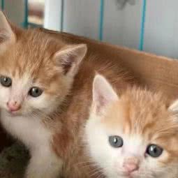 玄德宠物:秦皇岛市昌黎县