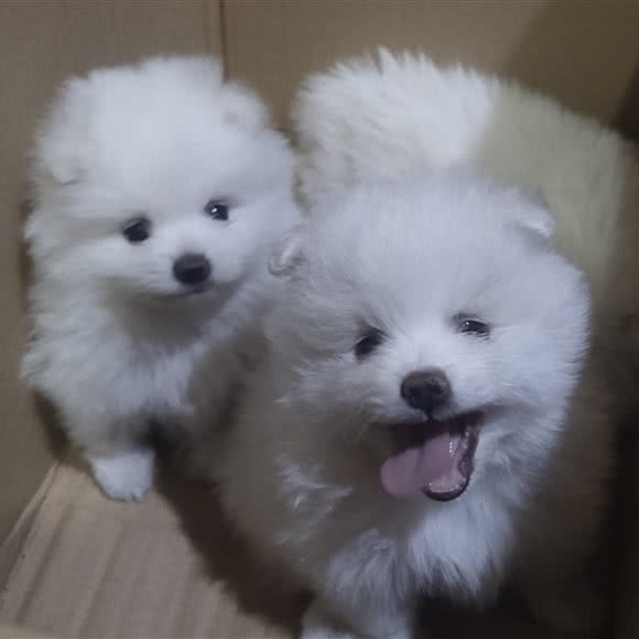 家庭式寄养博美繁殖:秦皇岛市昌黎县