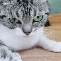 怡康宠物医院:邢台市南和区南和区附近