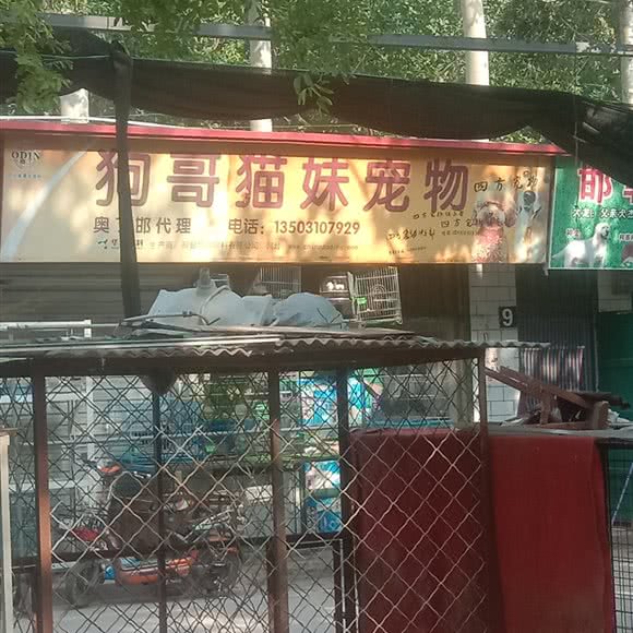 狗哥猫妹宠物:邯郸市丛台区