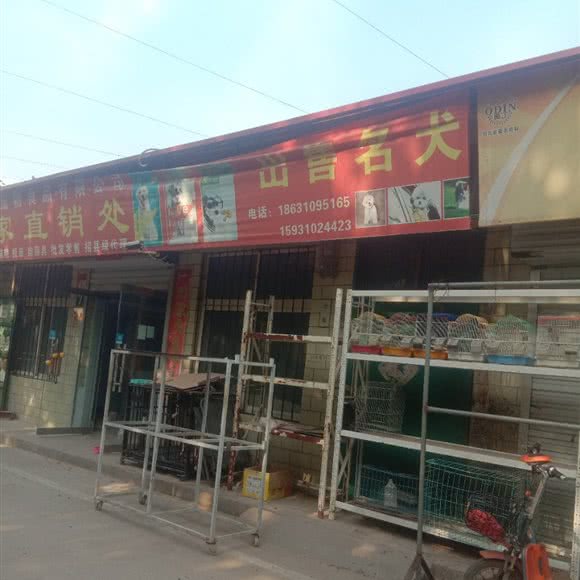 出售名犬:邯郸市丛台区