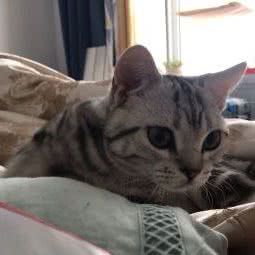 新瑞宠物诊所:邯郸市复兴区