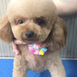 宠多多时尚宠物馆:保定市竞秀区北国先天下/保广附近