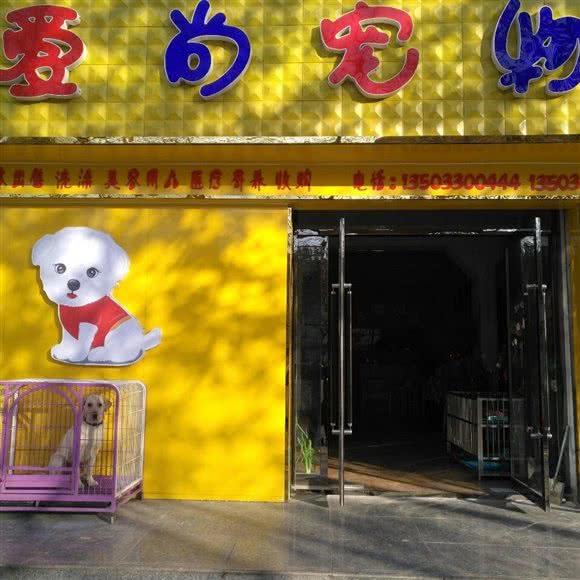 爱尚宠物:邯郸市鸡泽县