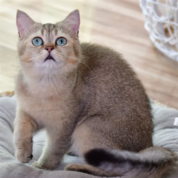 猫薄荷猫咖:保定市竞秀区火车站附近