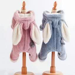 派多格宠物:邢台市平乡县