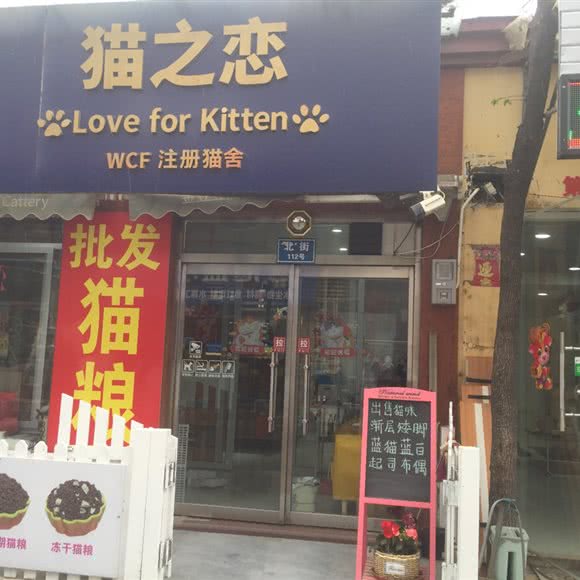 猫之恋:保定市莲池区