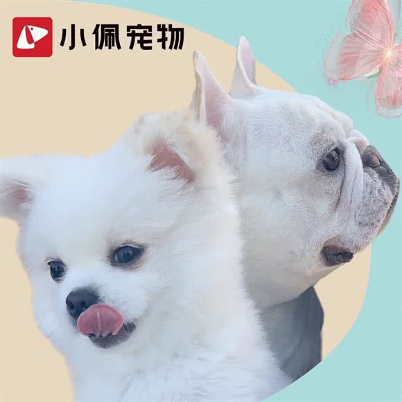 Petkit 小佩宠物(凤凰城里巷店):北京城区朝阳区三元桥/霄云路附近