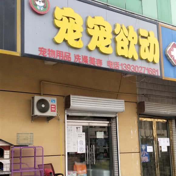 宠宠欲动:保定市定兴县