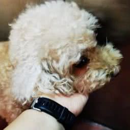 大头头宠物:保定市竞秀区乐凯小学附近