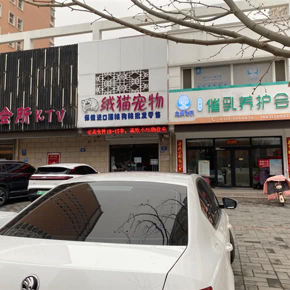 绒猫狗狗:保定市竞秀区农大西校区附近