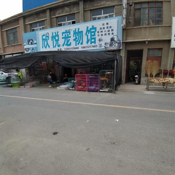 欣悦狗狗馆:保定市容城县