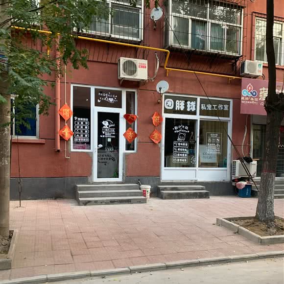 团胖球私宠工作室:保定市竞秀区花园里附近