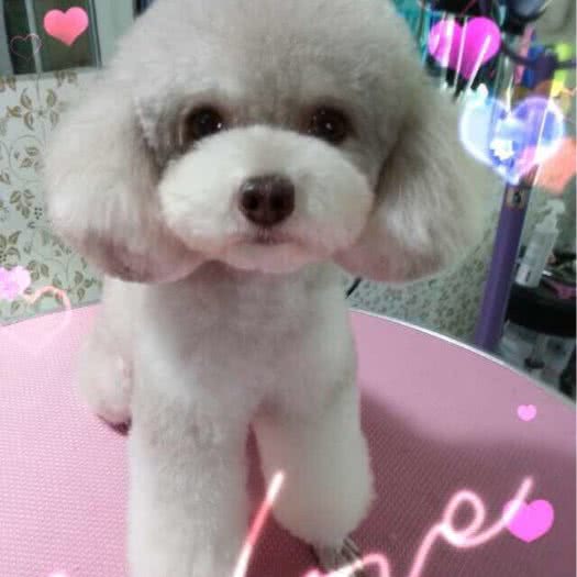 狗狗の殿宠物坊:保定市莲池区古莲花池附近