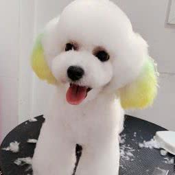 伯格瑞宠物俱乐部(鑫和花园店):保定市莲池区美术中学附近