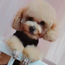 海森华宠国际宠物会所:保定市涿州市