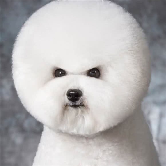 宠吧宠物店:保定市莲池区美术中学附近