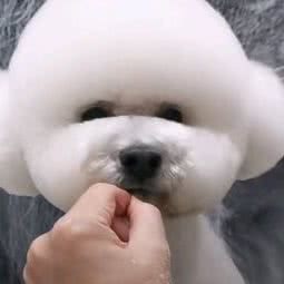 汪汪宠物:保定市涿州市