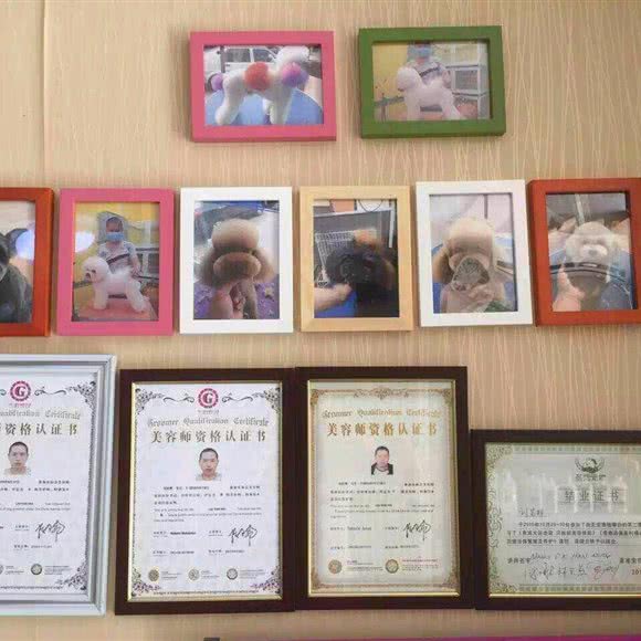 萌小主狗狗:保定市莲池区美术中学附近