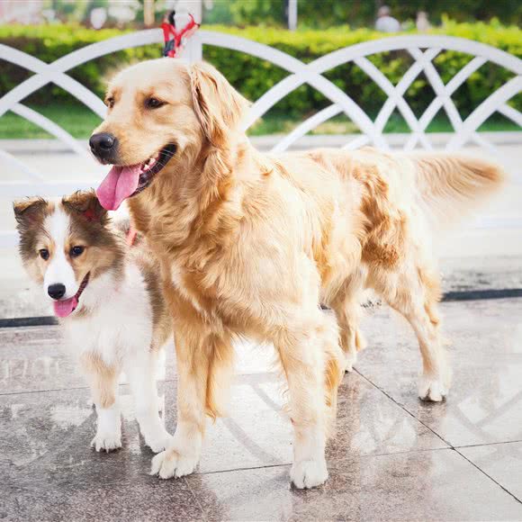 佳旺哺乳动物诊所:保定市涿州市