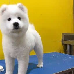 金顶宠物狗:保定市定州市