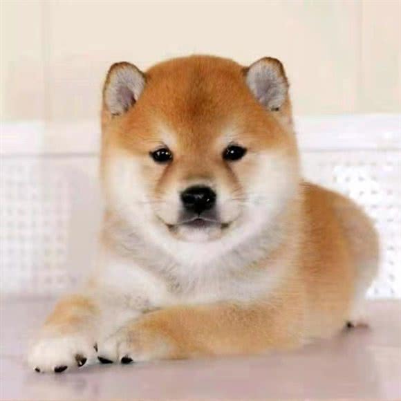 宠宠猫狗旗舰店:北京城区朝阳区三元桥/霄云路附近