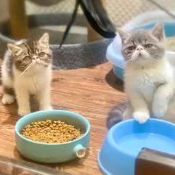 铭栖猫舍:保定市莲池区锦观城附近