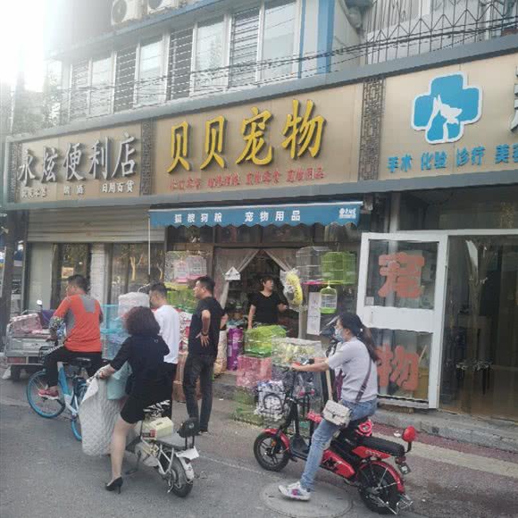 贝贝宠物:保定市莲池区东风桥市场附近