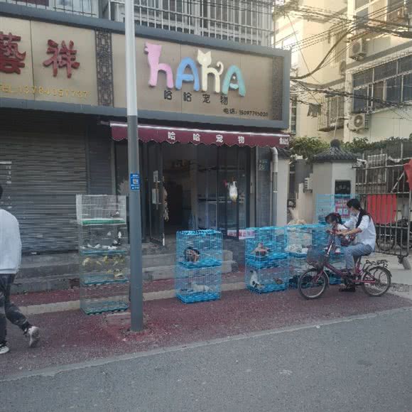哈哈宠物:保定市莲池区东风桥市场附近