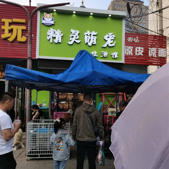 精灵萌宠生活馆:张家口市宣化区