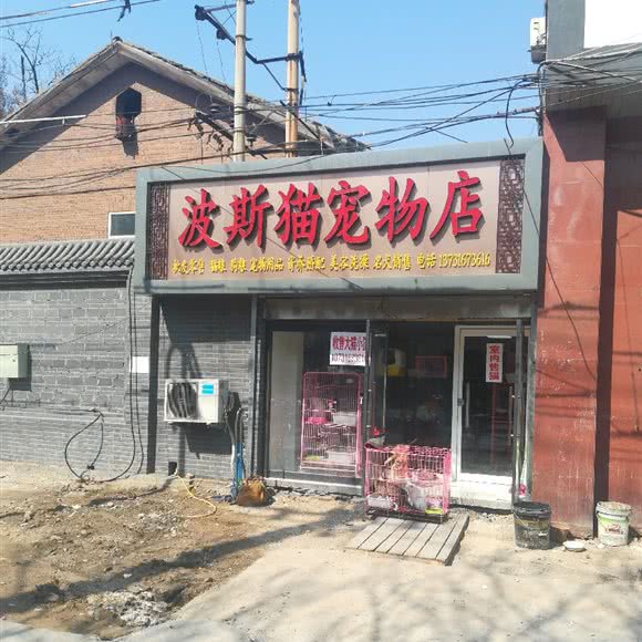 波斯猫宠物店:保定市莲池区东风桥市场附近