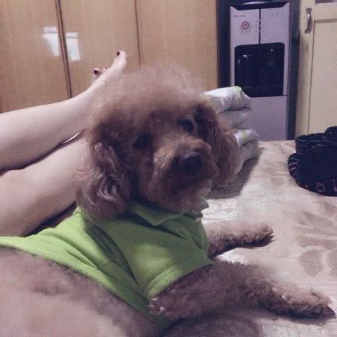 小犬纯一廊:张家口市宣化区