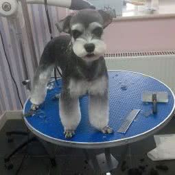 宠物工作室:北京城区朝阳区传媒大学/二外附近