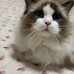 子烨猫舍:保定市莲池区东风桥市场附近