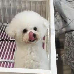 布丁宠物:张家口市蔚县