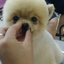 hello宠物生活馆:保定市莲池区河北农大附近