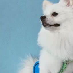 爱宠俱乐部:张家口市怀来县