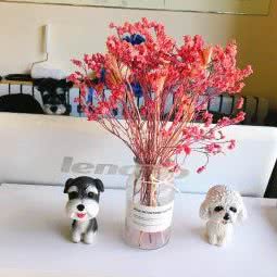 毛爪宠物美容工作室:张家口市涿鹿县