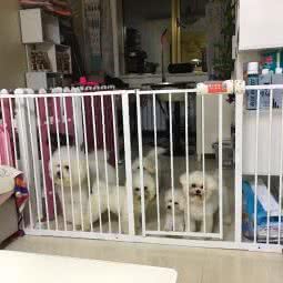 丫丫萌宠工作室:承德市双桥区