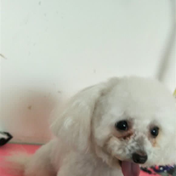 宠物乐园:承德市承德县