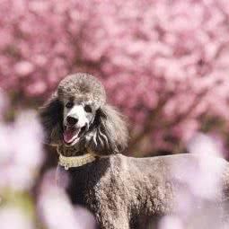 英宠摄影体验馆:北京城区朝阳区传媒大学/二外附近