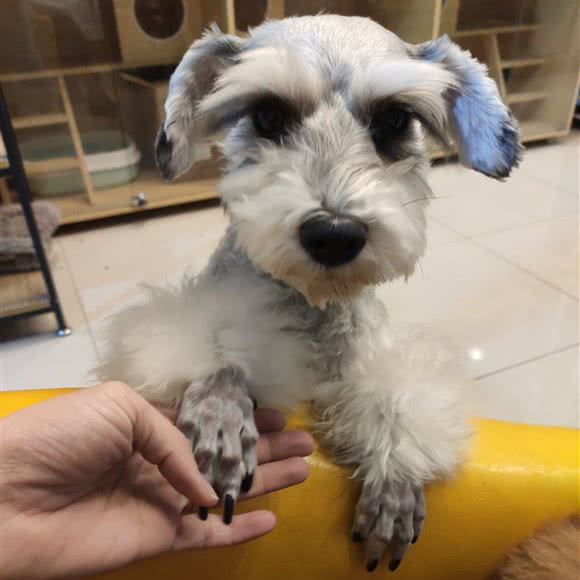 毛孩儿宠物会馆:保定市莲池区丽景蓝湾附近