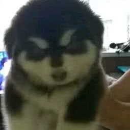 小雨宠物之家:承德市滦平县